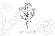 Botanical Vector Illustrations, an Illustration by FoxyImage (Thumbnail 2 of 7)