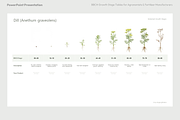 BBCH Growth Stages, Leafy & Herbs, a Presentation Template by Ilia Design (Thumbnail 5 of 9)