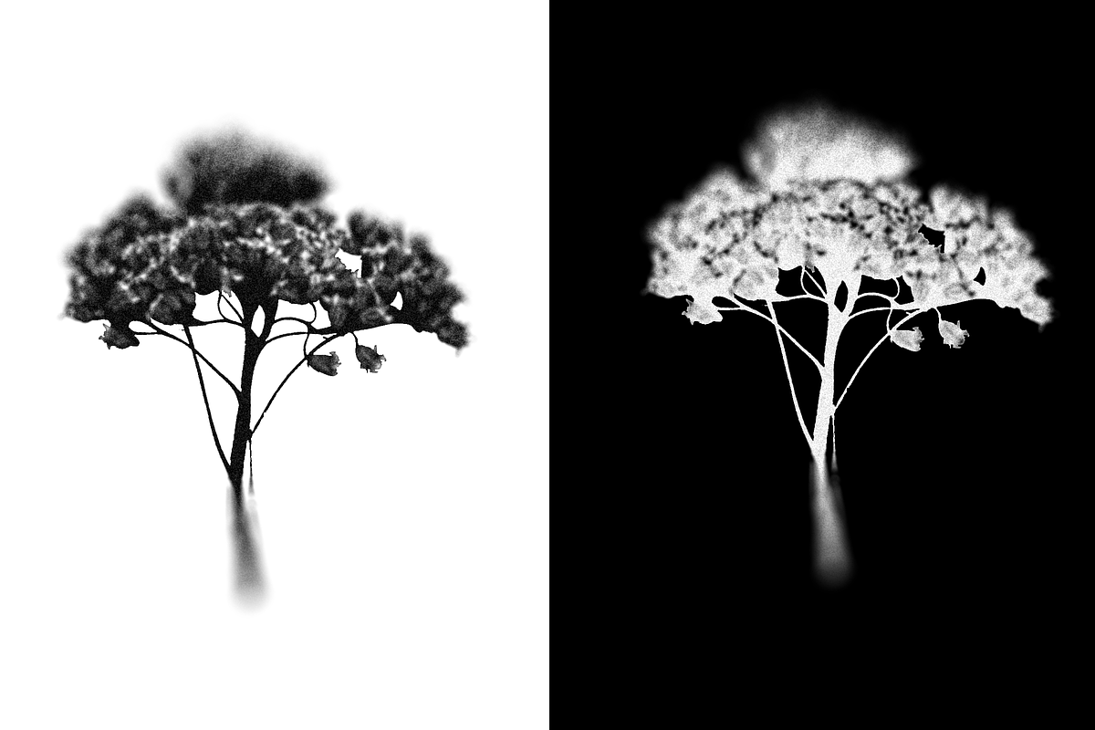 HERBARIA. Pressed Wildflower Scans, an Object Graphic by Schumacher Shop (Photo 8 of 21)