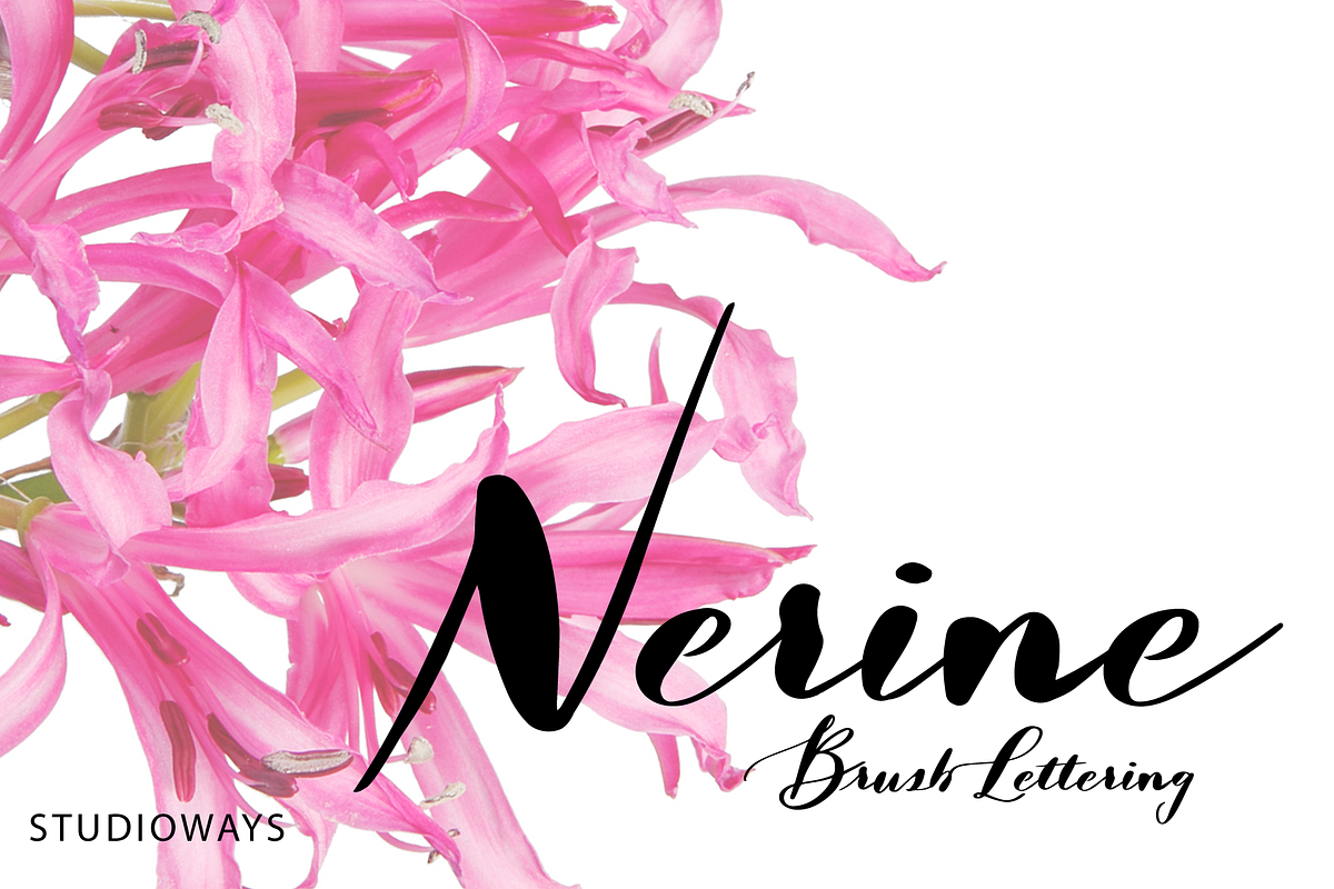 Nerine, a Script Font by STUDIOWAYS (Photo 1 of 4)