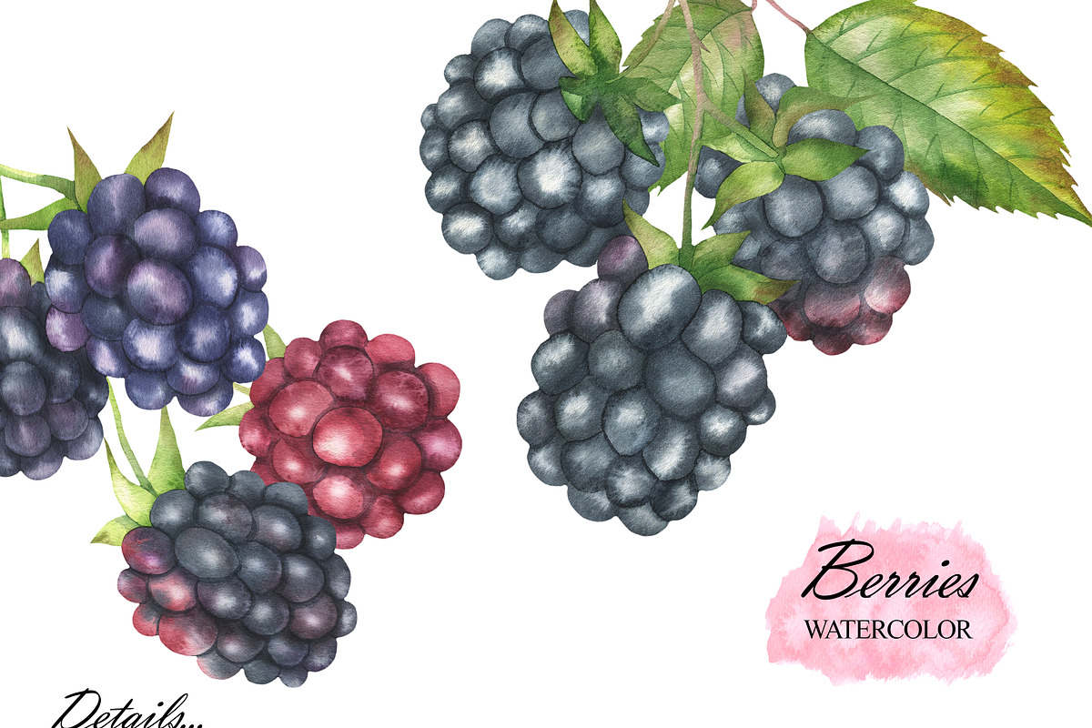 Wild Berry Watercolor Clipart, a Food Illustration by OlDm_Shop (Photo 4 of 8)