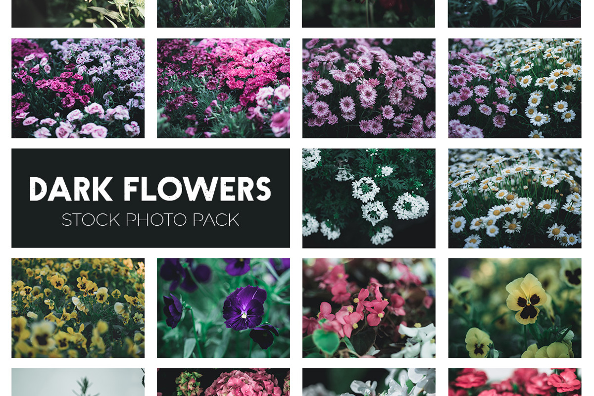 Dark Flowers - Stock Photos, a Nature Photo by outlinez (Photo 2 of 8)