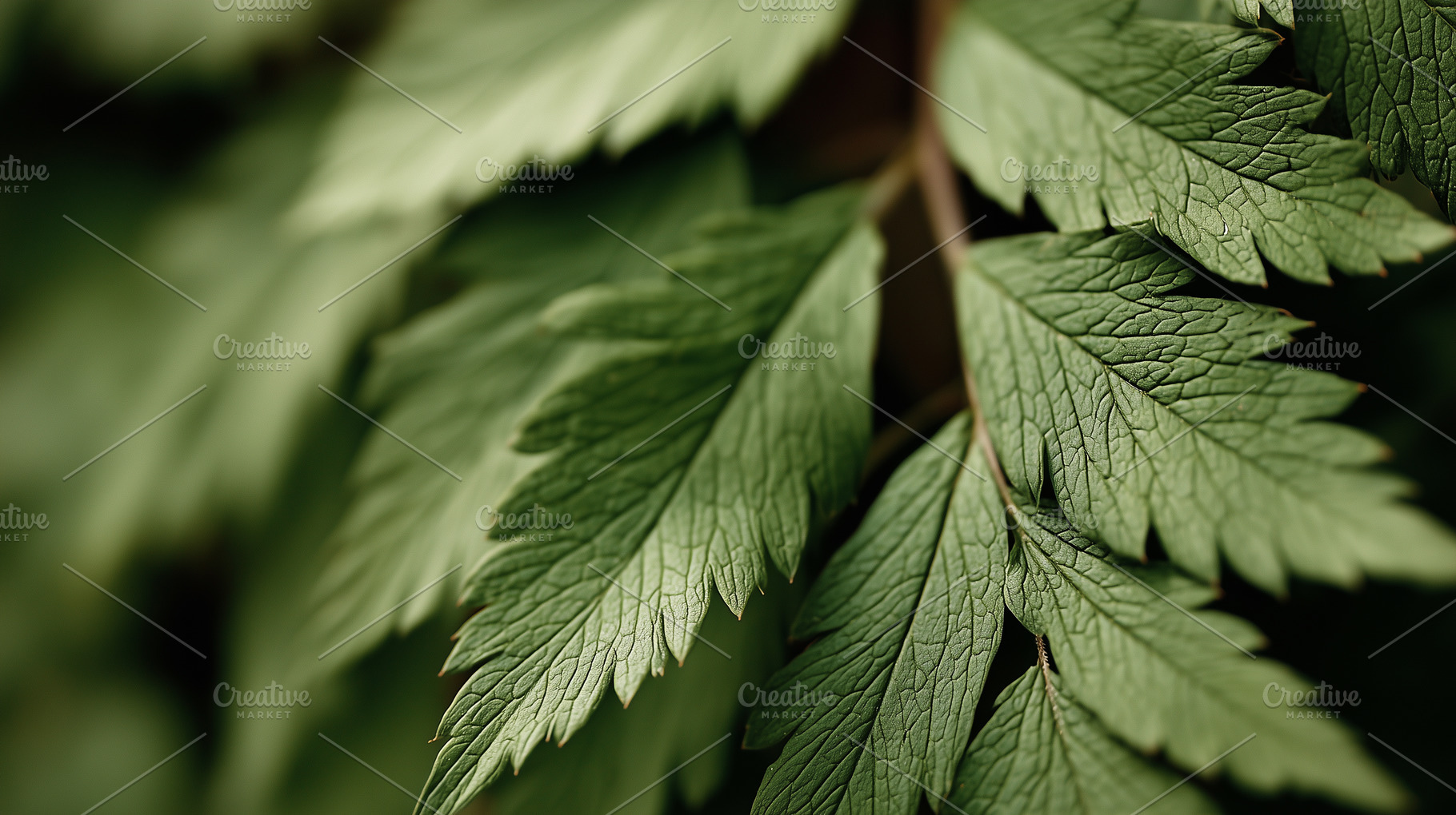 Green leaves showing natural texture, a Nature Photo by MistyDay