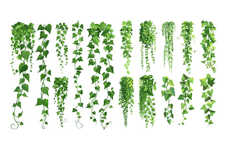 Green ivy cartoon vector set. Grape, an Object Illustration by Onyx
