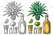 Tequila. Illustrations and posters, an Illustration by MoreVector (Thumbnail 2 of 11)