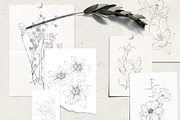 Pencil-drawn flowers, a Decorative Illustration by Damian Roh (Thumbnail 8 of 21)