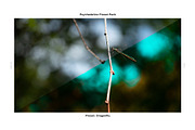 Psychedelics - Lightroom Presets, an Action Add-On by maximakesthings (Thumbnail 2 of 5)