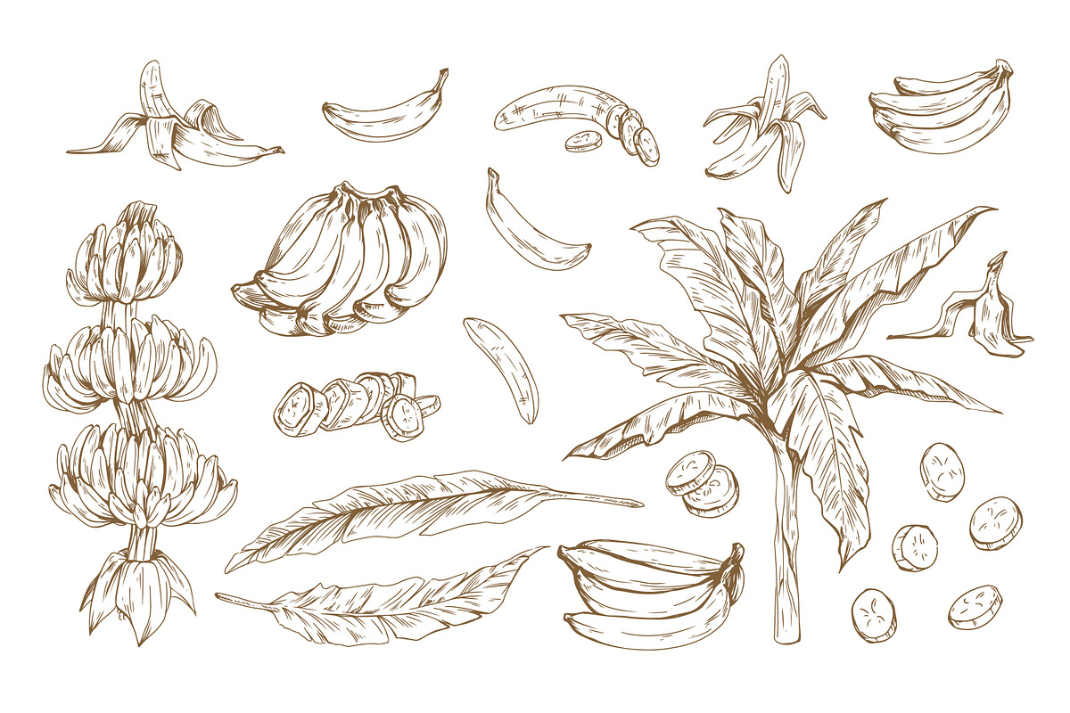 Exotic banana fruit, hand-drawn set, a Food Illustration by Good Studio (Photo 3 of 3)