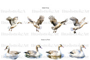 Watercolor Goose Clipart, Cute Geese, an Animal Illustration by BrushstrokeArtGB (Thumbnail 5 of 9)