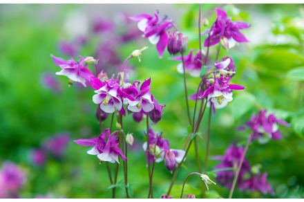Aquilegia blooms in the garden, a Nature Photo by yanadjana