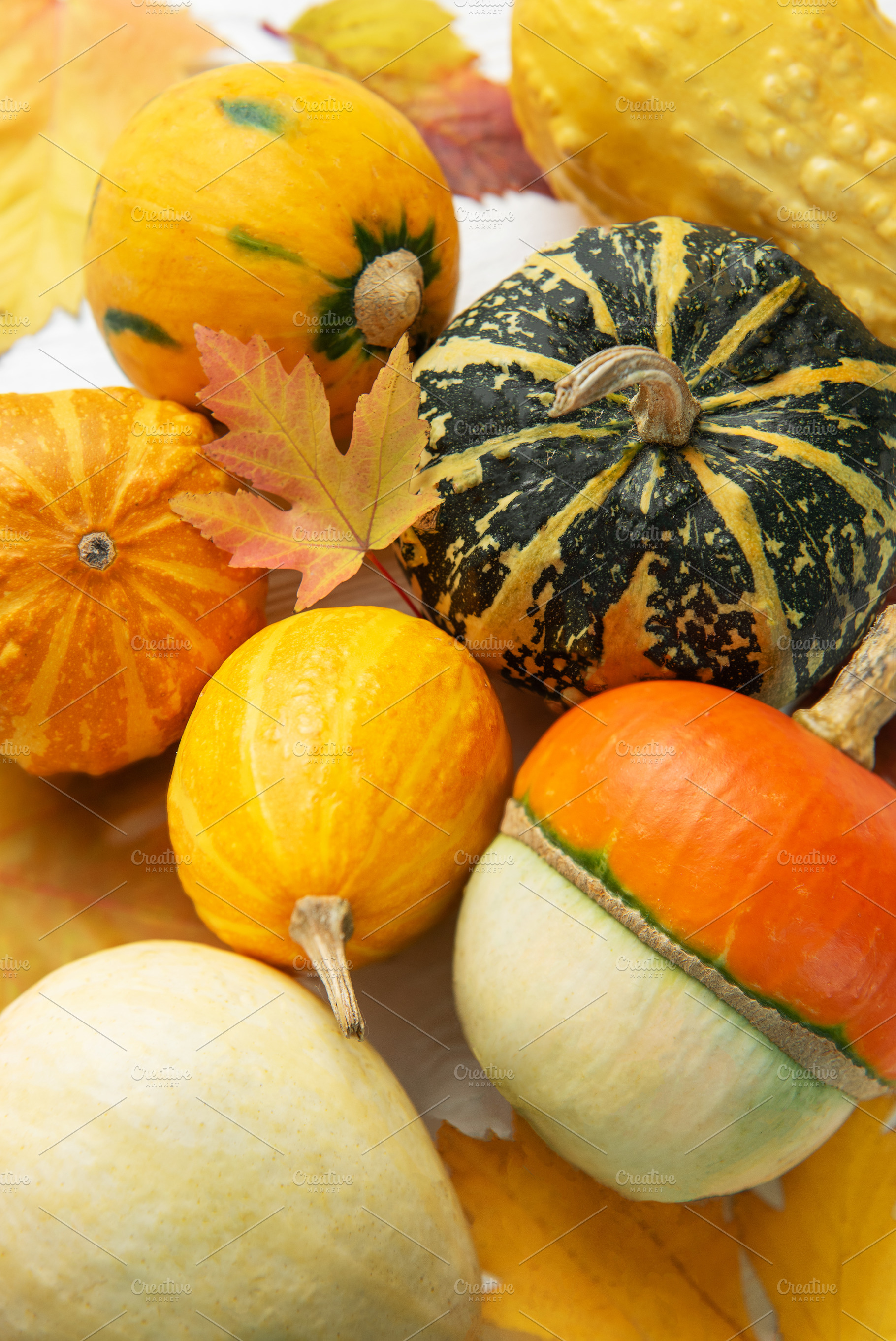 Assorted pumpkins and gourds decorating for fall harvest, a Holiday Photo by Olena Rudo