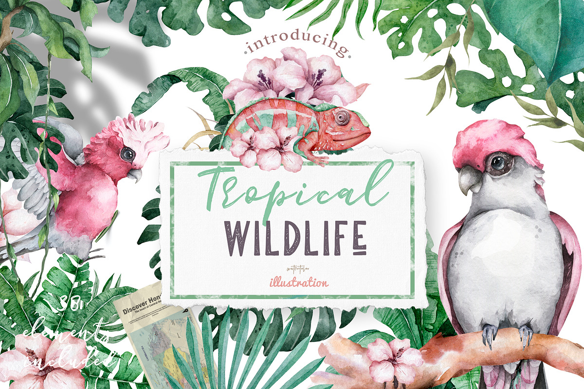 Tropical Wildlife Watercolor set, an Illustration by Ann Art Houze (Photo 1 of 13)
