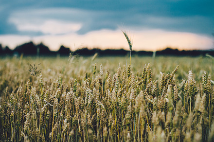 Crop Field 1 Featuring Crop Crops And Field preview 4