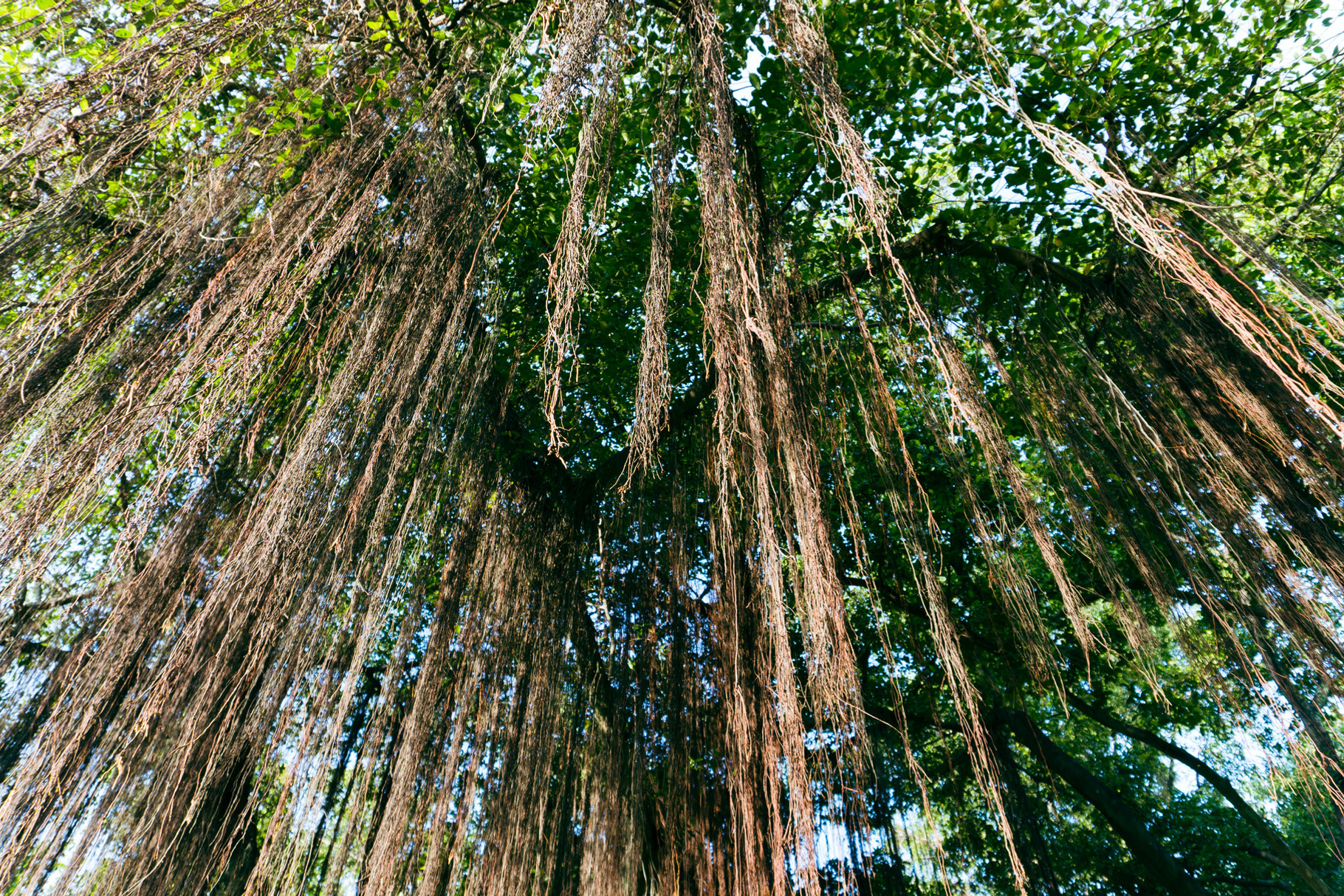 Close up of tree, a Nature Photo by AMMi