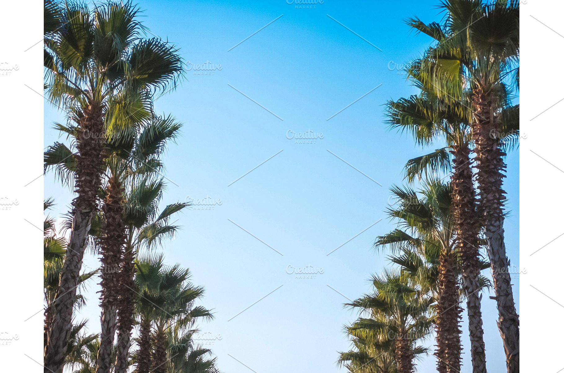 Beautiful pattern of palm trees with, a Background Photo by Fascinadora