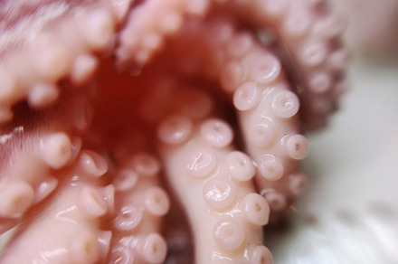 Octopus feeler seafood macro photo