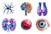 Human Anatomy, Medical Clipart,, an Illustration by CreationArt (Thumbnail 2 of 5)
