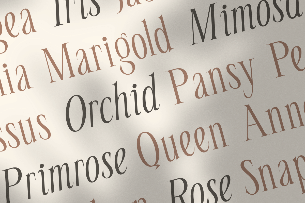 Seraline Orchid – A Graceful Modern, a Serif Font by roomspace creative lab (Photo 4 of 10)
