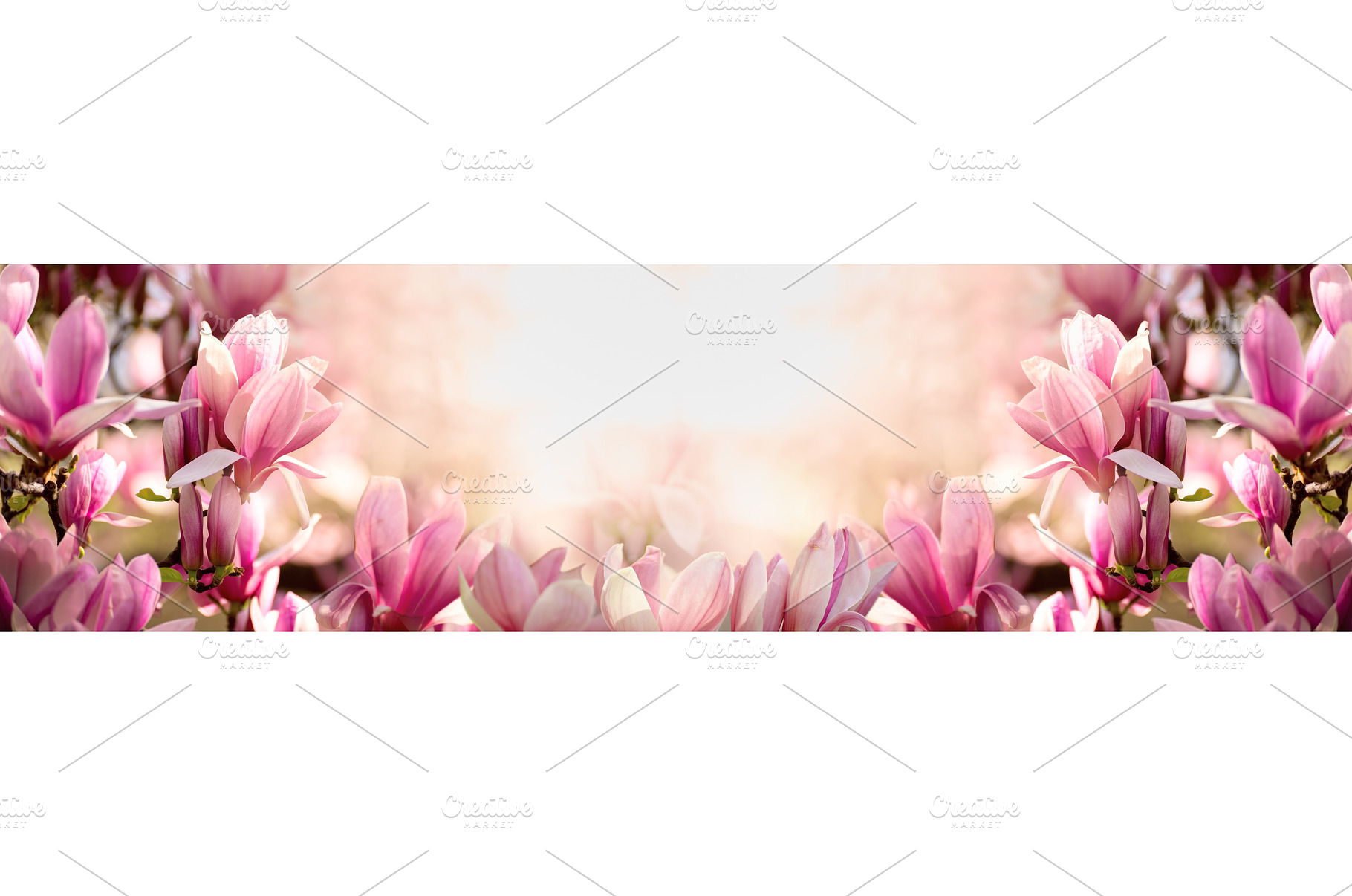 Banner With Magnolia Flowers, a Nature Photo by JeanBet