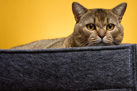 an adult cat lies in a gray felt bed on a yellow background. The, an Animal Photo by ndanko