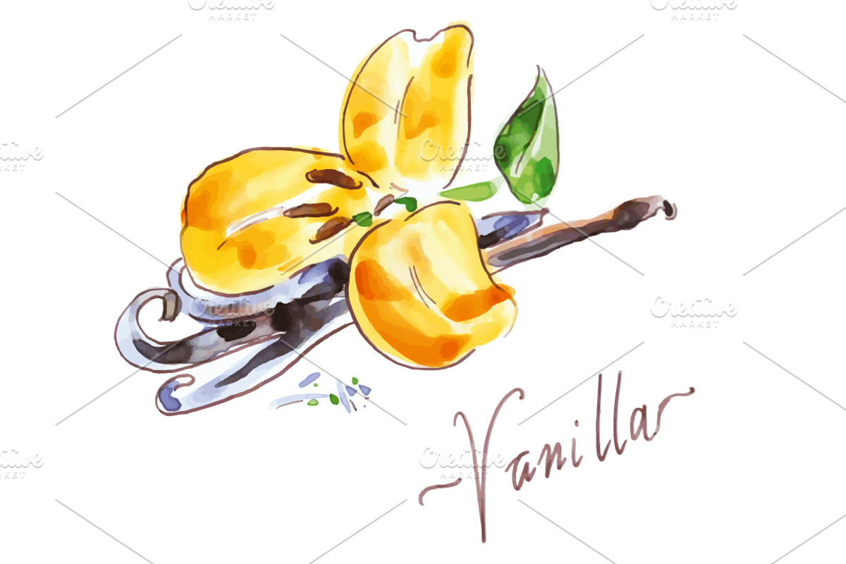 Watercolor herbs & spices collection, a Graphic by miminoshka (Photo 7 of 9)