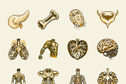 Vintage Antique Anatomy Illustration, a Healthcare Illustration by Creative Stall (Thumbnail 7 of 8)