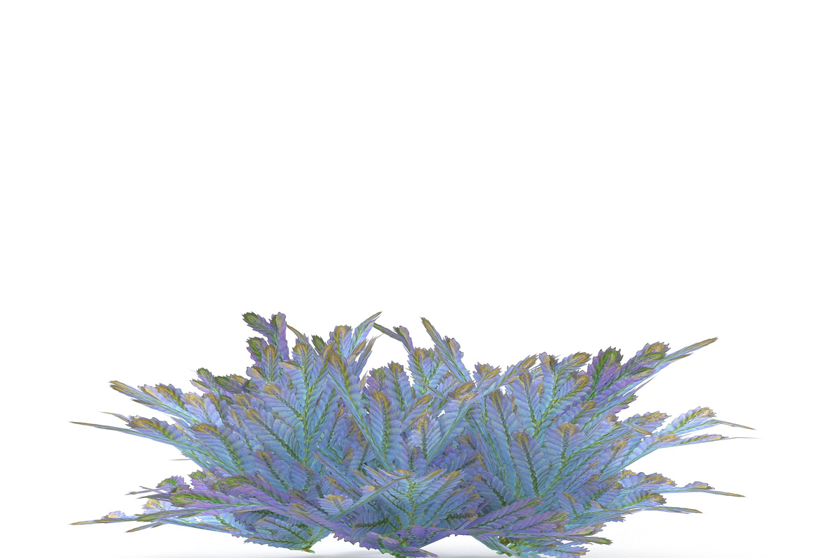 Selaginella V3, an Environmental 3D Model by AndrewWhite (Photo 5 of 9)