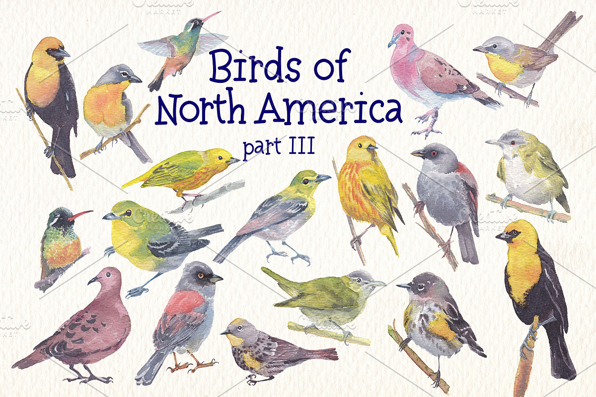 Birds of North America part 3, an Animal Illustration by Art & Things (Photo 2 of 8)