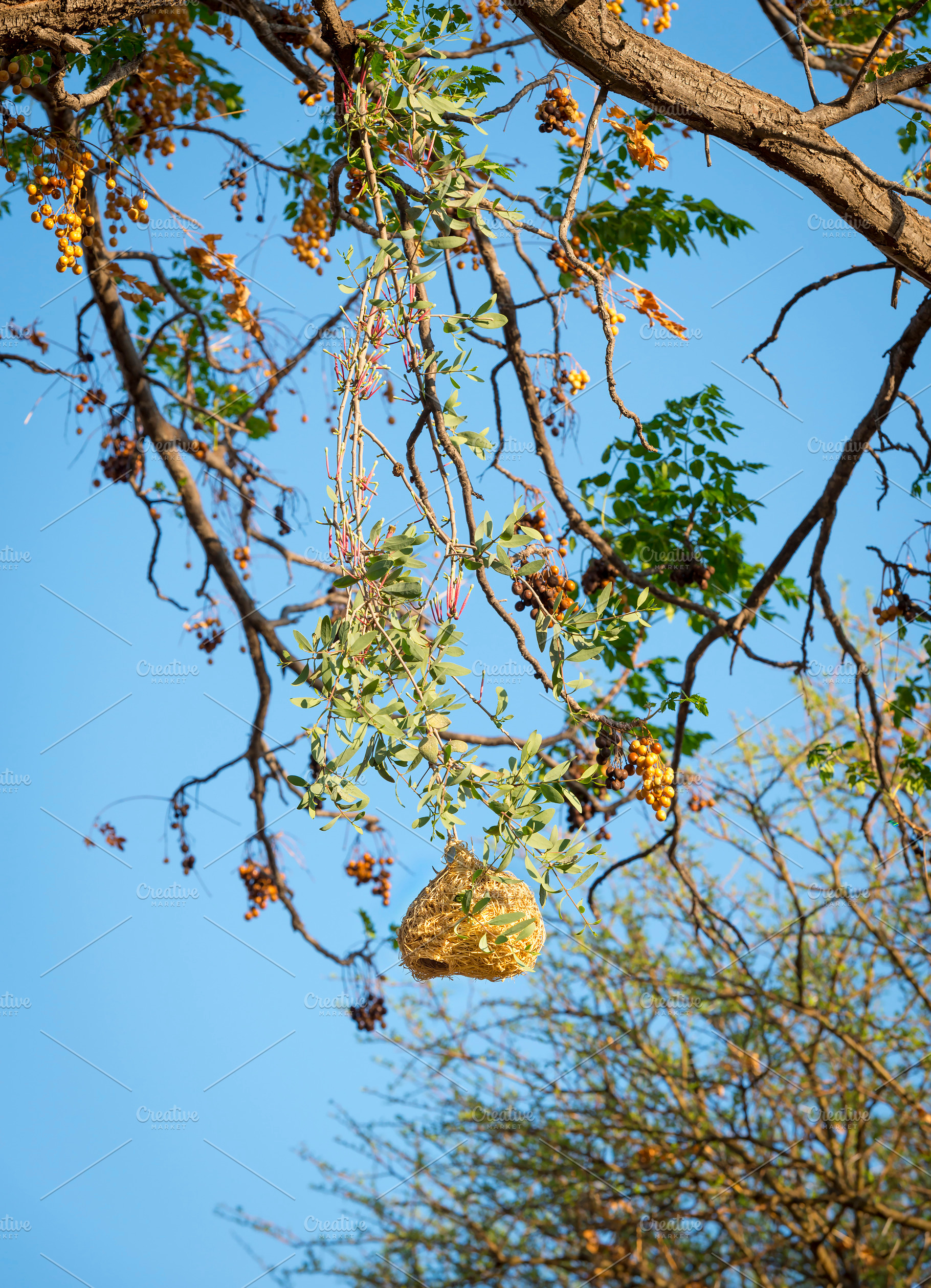 Weaver Bird Nests, an Animal Photo by THP Creative