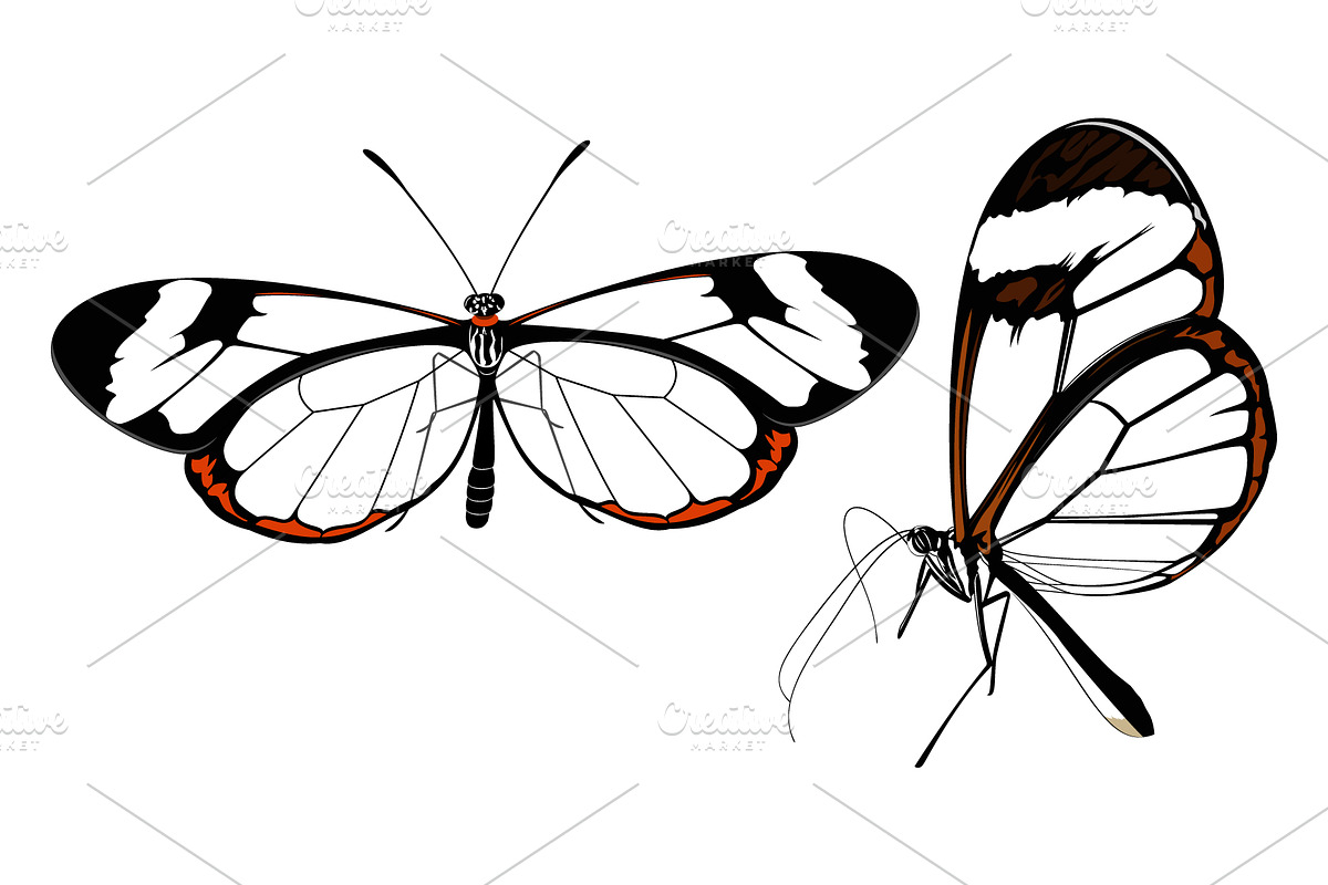 Glass wing Butterfly Illustration, an Animal Illustration by Ghagra (Photo 2 of 4)