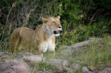 Beautiful Lion in the grass of National park of Kenya, Africa, an Animal Photo by Byrdyak