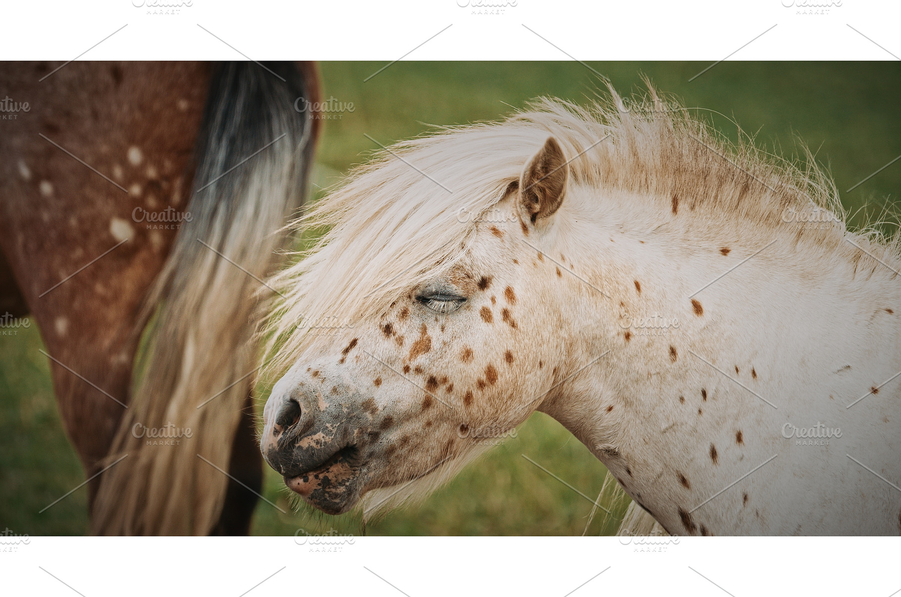 Close-up of playful pony with long, an Animal Photo by Our Amazing World