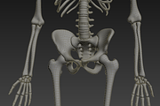 Human skeleton rigged, a Characters & Person 3D Model by konstantin.ermolaev (Thumbnail 20 of 27)