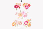 watercolor ranunculus clipart set, a Decorative Illustration by Patishop Art (Thumbnail 7 of 10)