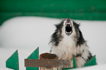 Dog In Winter Containing Dog Snow And Winter preview 4