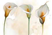 Calla Lily Watercolor Clipart Set, a Decorative Illustration by Floraphoria (Thumbnail 5 of 10)