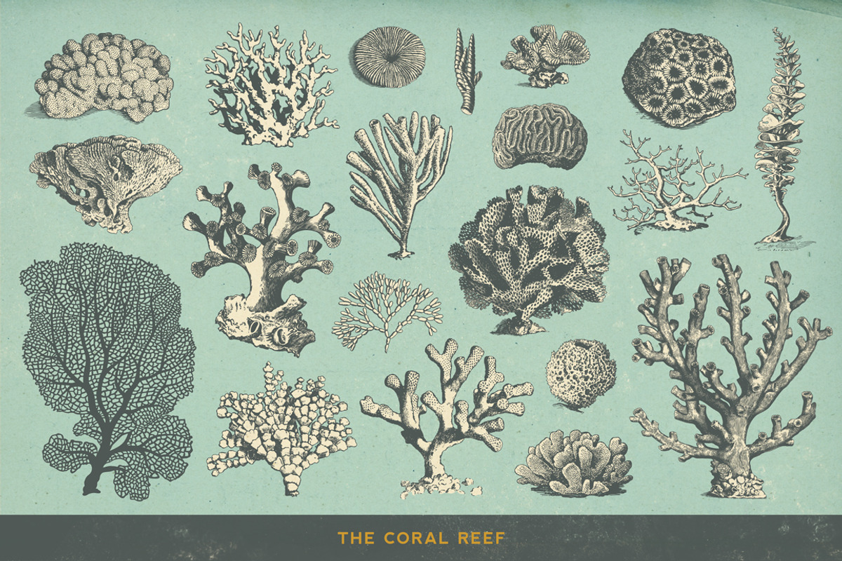 SALE! 100 Sealife Illustrations, an Animal Illustration by Anja Kaiser (Photo 4 of 6)