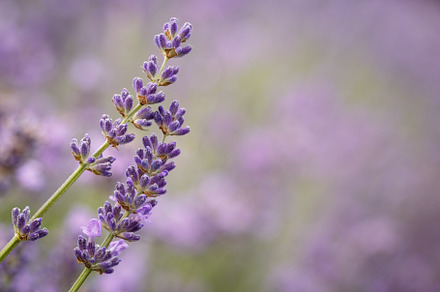 Purple lavender flower closeup containing lavender, blooming, and aroma, a Nature Photo by Andriana Syvanych