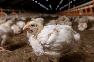 broiler chickens are grown for industrial meat production close up, One chick i, a Photo by rsoollAI