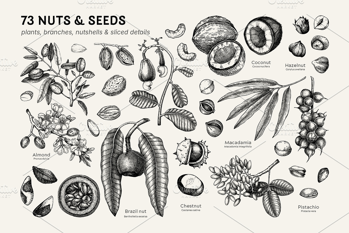Superfoods: Fruit & Nuts Vector Set, a Food Illustration by Yevheniia (Photo 5 of 11)