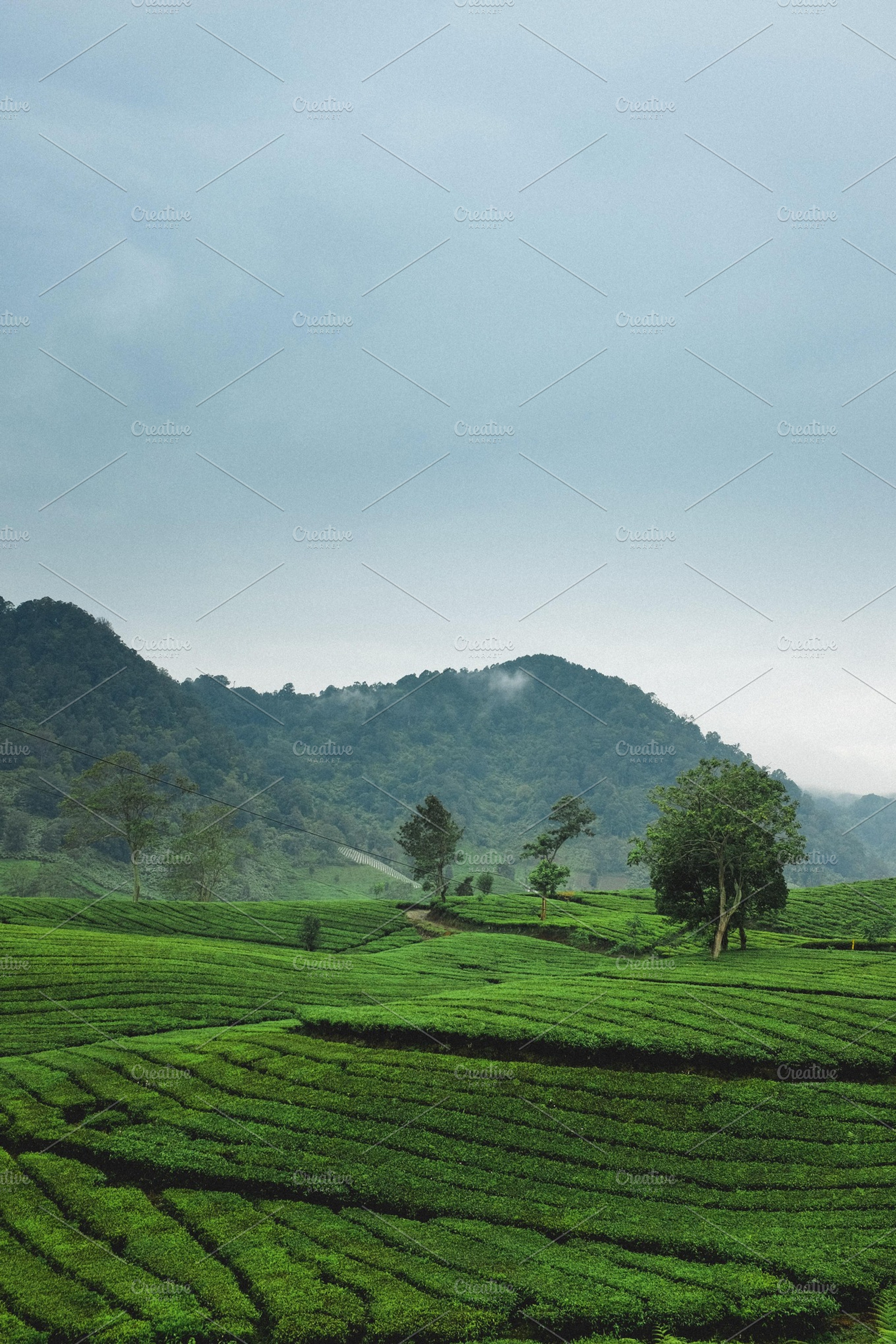 Tea Garden Containing Tea Garden And Nature