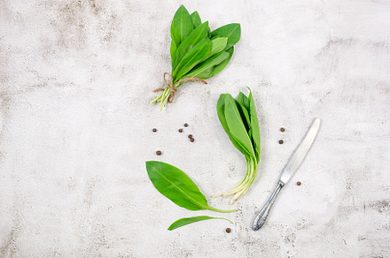Fresh wild garlic leaves on a cutting board on a gray table, a Food & Drink Photo by vimart
