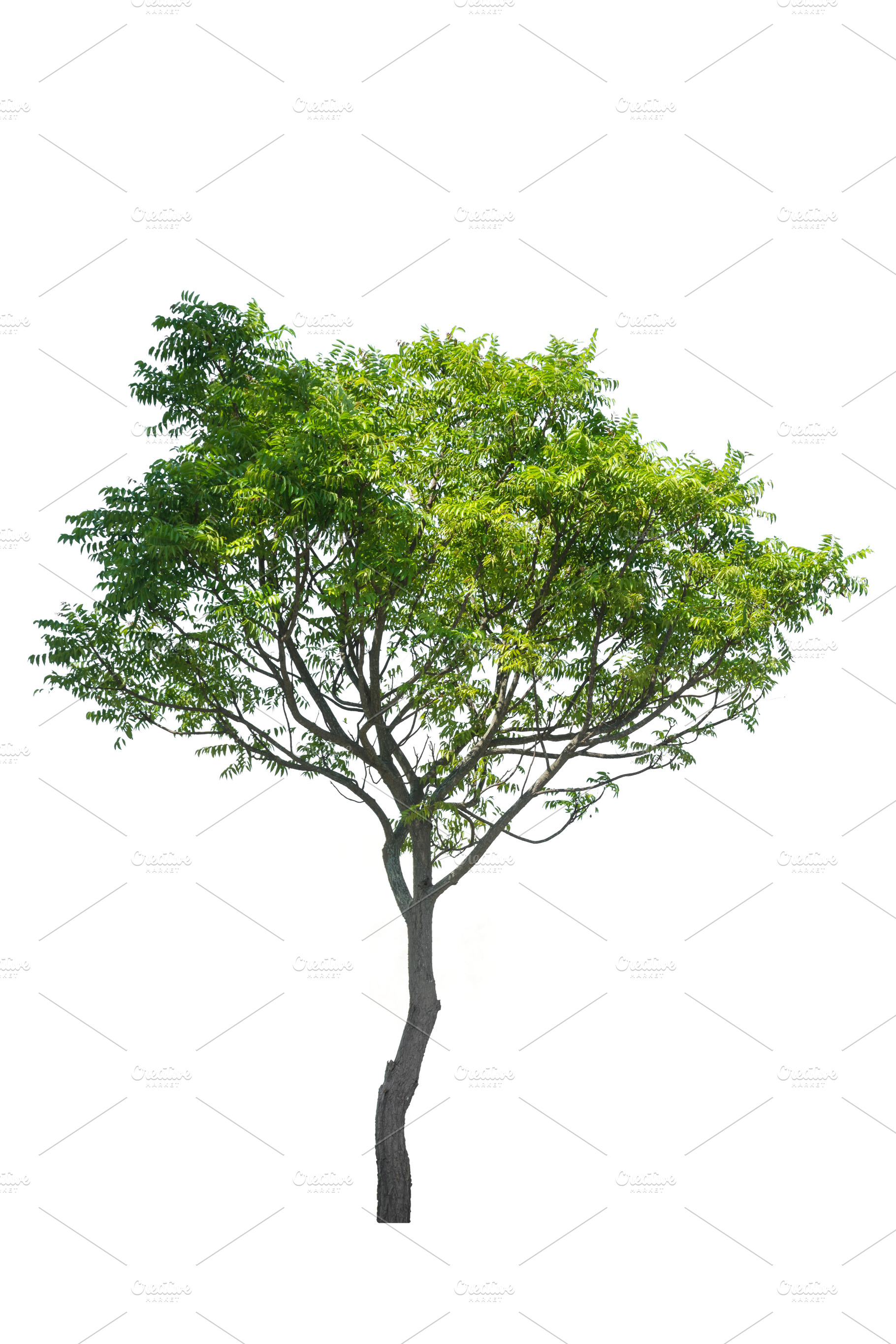 Tree isolated on white background featuring big, branch, and element, a Nature Photo by rakoptonLPN