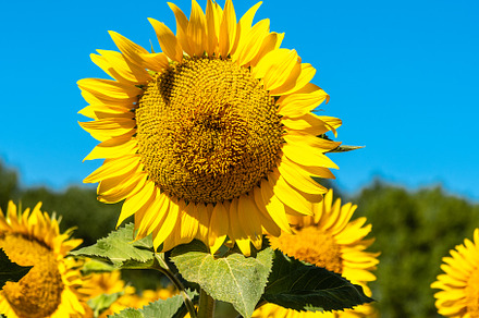 Summer sunflower field and blue sky natural background, a Nature Photo by Architect´s eye