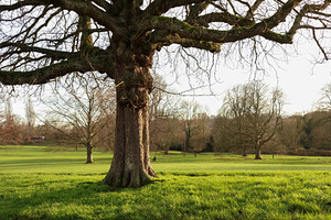 Ancient oak tree standing in a green parkland field on a winter day in Hemel He, a Photo by Studio ANNA