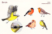 Birds watercolor clipart, an Illustration by Where summer is (Thumbnail 2 of 4)