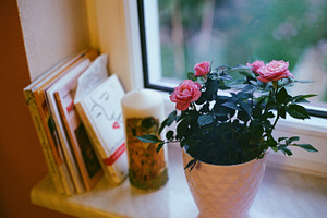 Pink roses on a windowsill