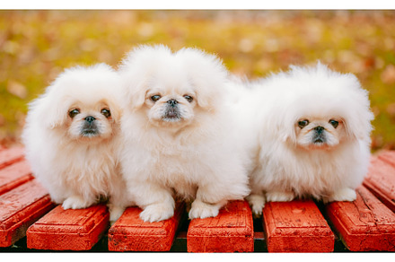 Three White Puppies Pekingese, an Animal Photo by Our Amazing World