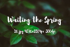 Waiting Spring