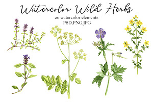 Watercolor Wild Herbs